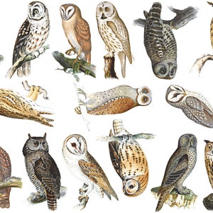 May include: A collection of 14 detailed illustrations of owls in various poses. The owls are depicted in shades of brown, grey, and white, with intricate details on their feathers and beaks.
