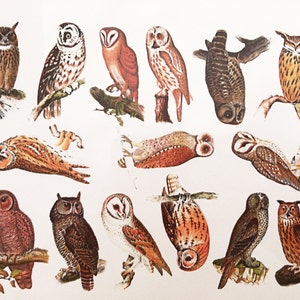 Puede incluir: Una colección de ilustraciones vintage de búhos en varias poses y colores, incluyendo marrón, blanco y naranja. Algunos búhos están posados en ramas, mientras que otros se representan en vuelo o boca abajo. La obra de arte tiene un estilo clásico y detallado.