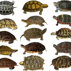 Puede incluir: Una colección de 12 ilustraciones de tortugas diferentes. Las tortugas se representan en varias poses y con diferentes patrones de caparazón. Las ilustraciones son de estilo vintage y se encuentran sobre un fondo blanco.