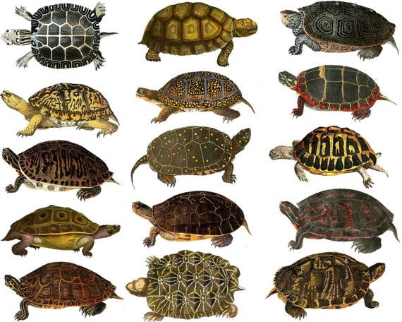 Colorful Land Turtles - Ceramic Overglaze Decal - Glass Fusing Decal - Enamel Decal - Not Food Safe