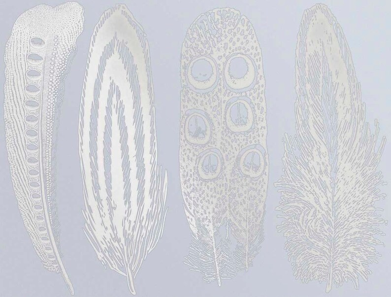 Large Feathers 2 Decals for Ceramic, Glass and Enamel Silver Luster