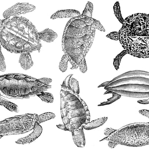CONE 6 - Inglaze - Sea Turtle Decals for Ceramic or Porcelain - Lead free - Food safe