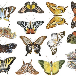 May include: A collection of 14 colorful butterfly illustrations with intricate wing patterns. The butterflies are depicted in various poses, with some wings spread wide and others closed. The illustrations are done in a vintage style, with delicate details and vibrant colors.