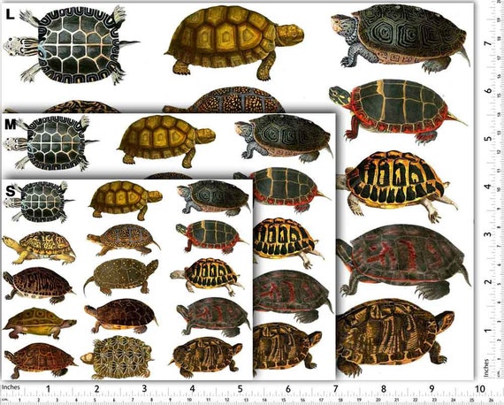 Colorful Land Turtles - Ceramic Overglaze Decal - Glass Fusing Decal - Enamel Decal - Not Food Safe