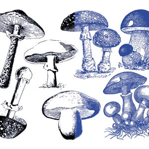 May include: A collection of blue and white ink drawings of various mushrooms. The mushrooms are drawn in a realistic style and feature different shapes and sizes.