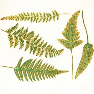 Könnte beinhalten: Illustration von mehreren grünen Farnblättern mit goldfarbenen Umrissen und Details. Die Blätter variieren in Größe und Form, mit komplizierten Adernmustern. Der Hintergrund ist einfarbig cremeweiß.