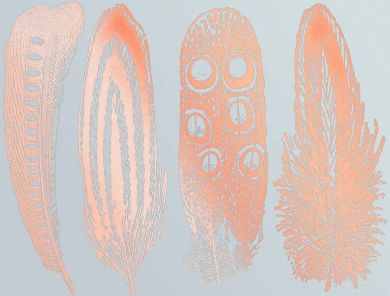 Large Feathers 2 Decals for Ceramic, Glass and Enamel Copper Luster