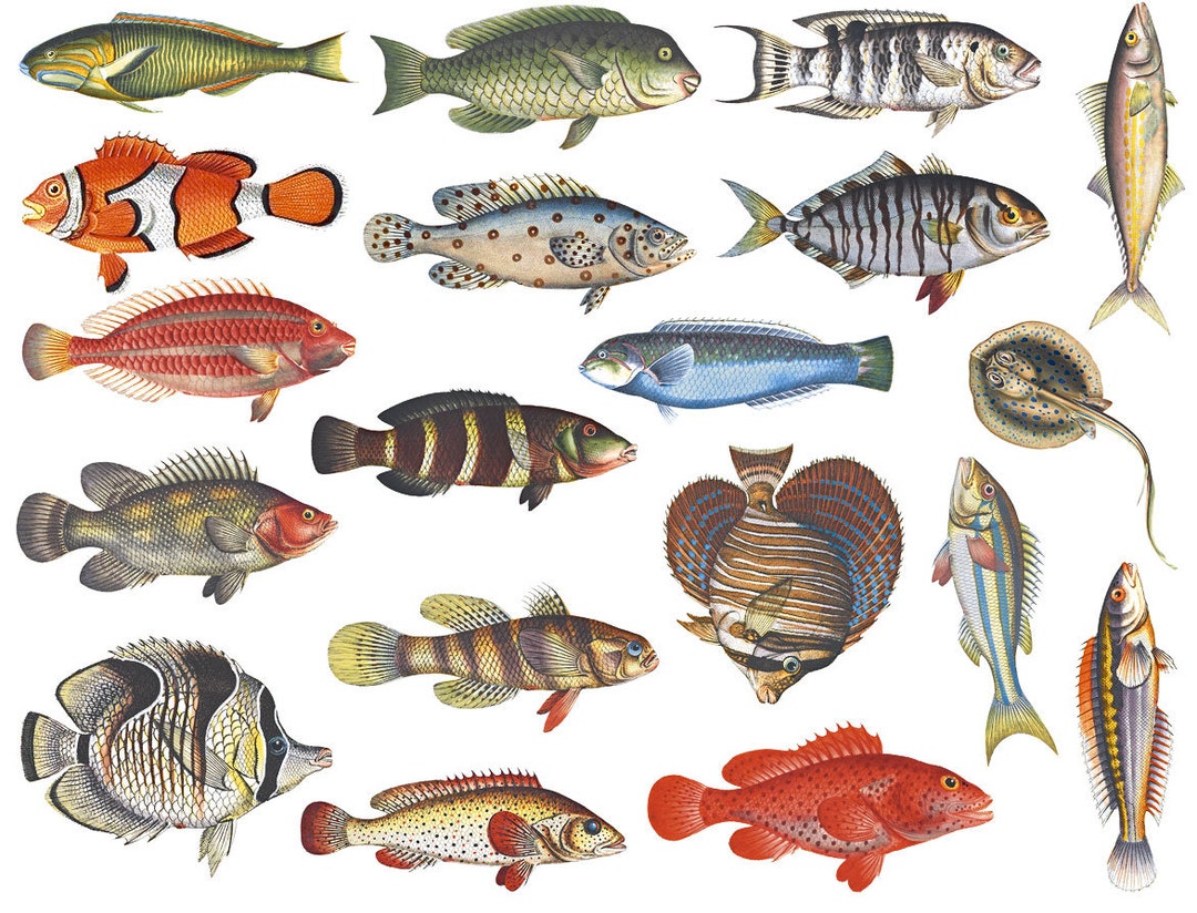 What is fish liver oil good for