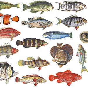 Colorful Fish #2 - Foodsafe - Ceramic Decal, Enamel Decal