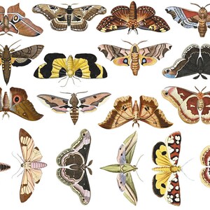 May include: A collection of 16 vintage illustrations of moths and butterflies, showcasing intricate details and vibrant colours. The illustrations feature a variety of species, including the luna moth, the monarch butterfly, and the swallowtail butterfly.