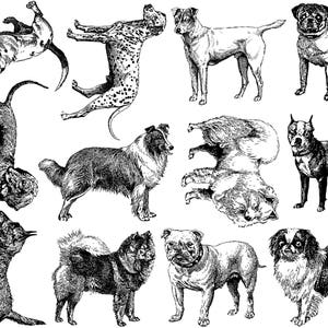 Dog Breeds - Ceramic Overglaze Decal - Glass Fusing Decal - Enamel Decal - LEAD FREE & Food Safe