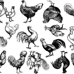May include: Black and white line drawings of various chickens and roosters. The drawings are in a vintage style and feature different breeds of poultry.