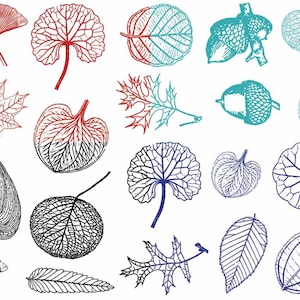 Könnte beinhalten: Eine Sammlung von 18 handgezeichneten Illustrationen von Blättern in verschiedenen Formen und Farben, darunter Rot, Blau, Grün und Schwarz.