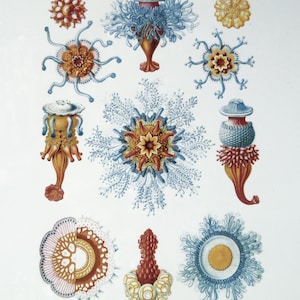 Red/Blue Sea Creatures Illustrations - Ceramic Overglaze Decal - Glass Fusing Decal - Enamel Decal - LEAD FREE & Food Safe