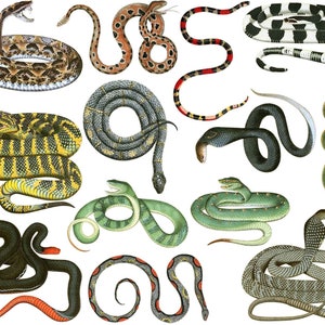 Colorful Snakes - Not Foodsafe - Glass Fusing Decal, Ceramic Decal, Enamel Decal