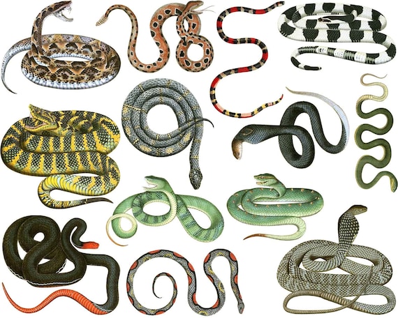 Types Of Colorful Snakes
