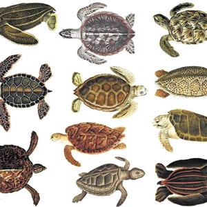 Puede incluir: Una colección de 10 tipos diferentes de tortugas marinas, ilustradas en un estilo vintage. Las tortugas se representan en varias poses, algunas nadando, otras descansando y algunas con sus caparazones abiertos. Las ilustraciones son detalladas y coloridas, con una variedad de tonos de verde, marrón y negro.