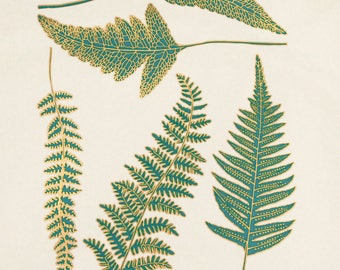 Two-Color Fern Leaf Decals for Ceramic, Glass and Enamel