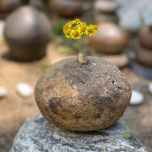 May include: A small, round, brown ceramic vase with a rough texture sits on a grey rock. A cluster of yellow flowers sits in the vase.