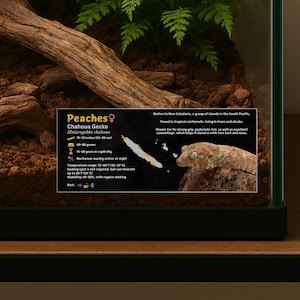 Personalized Chahoua Gecko Enclosure Label: Laminated Vivarium Information Decor