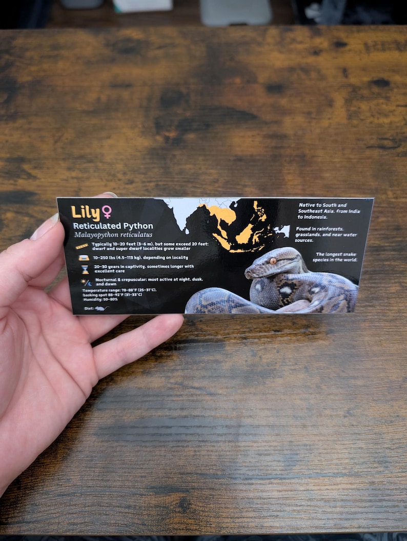 Pode incluir: Um close-up de um cart&atilde;o com uma imagem de uma pit&atilde;o reticulada, uma esp&eacute;cie de cobra nativa do sudeste asi&aacute;tico. O cart&atilde;o inclui informa&ccedil;&otilde;es sobre o tamanho, a vida &uacute;til e o habitat da cobra. O texto no cart&atilde;o diz "Lily Pit&atilde;o Reticulada Malayopython reticulatus".