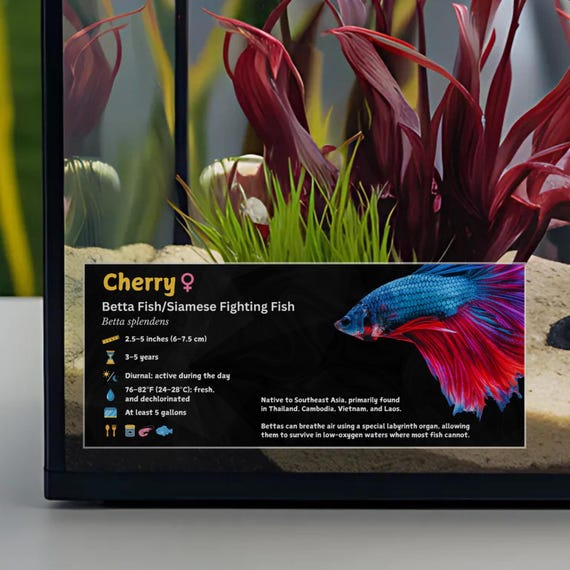 80w fishing reel Avet T-RX 80W 2-Speed Quad Disc Big Game Reel