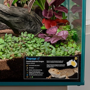 Etiqueta personalizada para terrario de dragón barbudo: Decoración laminada con información para terrario. Blue / Male