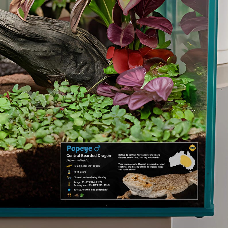 Etiqueta personalizada para terrario de dragón barbudo: Decoración laminada con información para terrario. Blue / Male