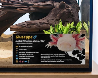 Etiqueta personalizada para aquário axolote: informações laminadas para decoração de aquário