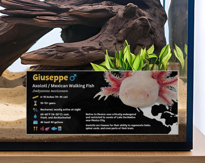 Personalized Axolotl Enclosure Label: Laminated Aquarium Information Decor