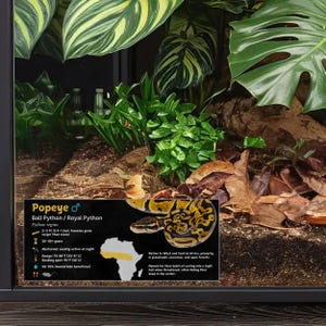 Etiqueta personalizada para recinto de pitón bola: decoración laminada con información para vivero Gold / Male