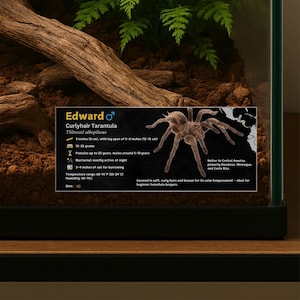 Gepersonaliseerd label met soorten vogelspin, aangepaste naam gelamineerde informatie voor behuizing, vivarium, terrarium, decor ongewervelde dieren