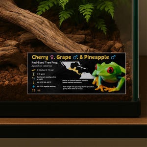 May include: A vivarium featuring a Red-Eyed Tree Frog, Agalychnis callidryas. The frog is green with red eyes and yellow feet. A sign provides details: 5-7.5 cm, 5-10 years, nocturnal, 20-25°C, and 55-75% misting. The sign also includes the names Cherry, Grape, and Pineapple.