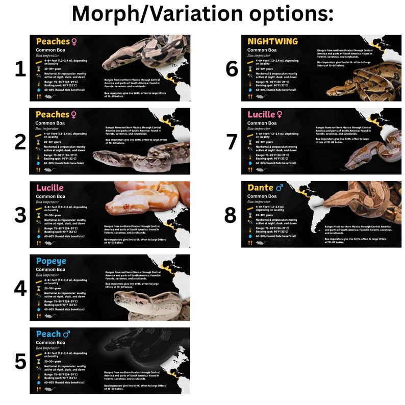 Personalized Boa Imperator Enclosure Label: Laminated Vivarium ...