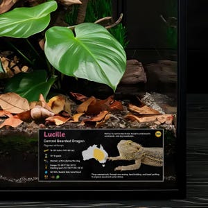 Etiqueta personalizada para terrario de dragón barbudo: Decoración laminada con información para terrario. Pink / No Icon