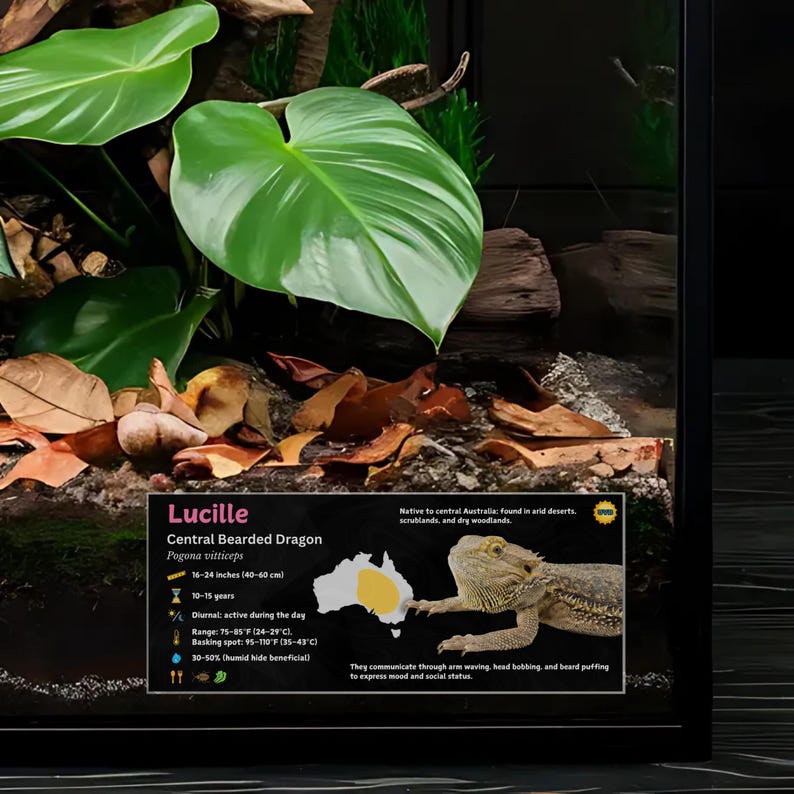 Etiqueta personalizada para terrario de dragón barbudo: Decoración laminada con información para terrario. Pink / No Icon