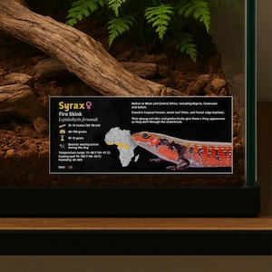 May include: A terrarium display featuring a Fire Skink, Lepidothyris fernandi, with a detailed information card. The card includes the skink's size (12-15 inches), weight (60-100 grams), and habitat details. The skink has glossy red sides and golden backs.