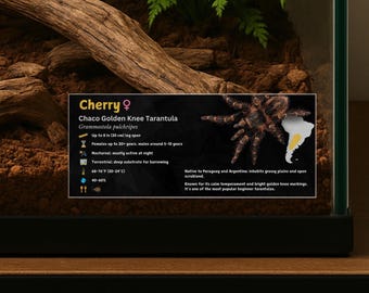 May include: A terrarium with a Chaco Golden Knee Tarantula, a species of Grammostola pulchripes. The image includes a sign with details about the tarantula, including its size up to 8 inches leg span, and habitat information.