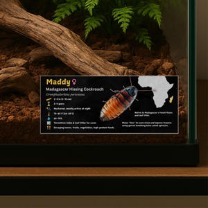 May include: A terrarium with a Madagascar Hissing Cockroach, labeled "Maddy". The cockroach is brown and orange, with a detailed information card. The tank includes a log and greenery, set on a wooden surface.