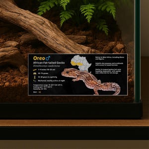 Personalized African Fat-Tailed Gecko Enclosure Label: Laminated Vivarium Information Decor