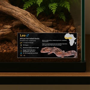 Étiquette personnalisée pour enceinte de gecko à grosse queue africain : décor d'information plastifié pour vivarium