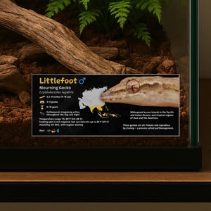Étiquette personnalisée de l'espèce de gecko en deuil, nom de lézard personnalisé, étiquette d'information plastifiée, enclos pour reptiles, décor de vivarium