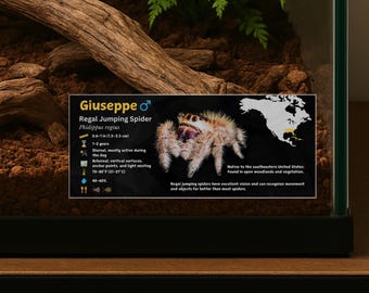 Etiqueta personalizada para terrario de araña saltarina: Decoración laminada con información para vivario.