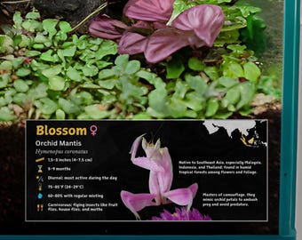 Personalized Orchid Mantis Species Enclosure Label: Laminated Vivarium Information Invertebrate Decor