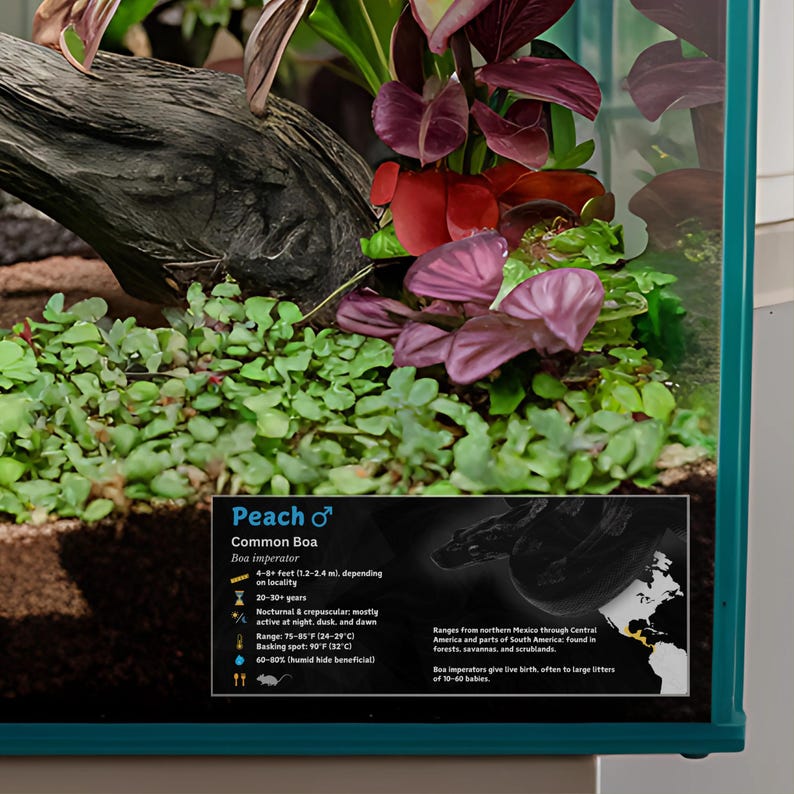 Personalized Boa Imperator Enclosure Label: Laminated Vivarium ...