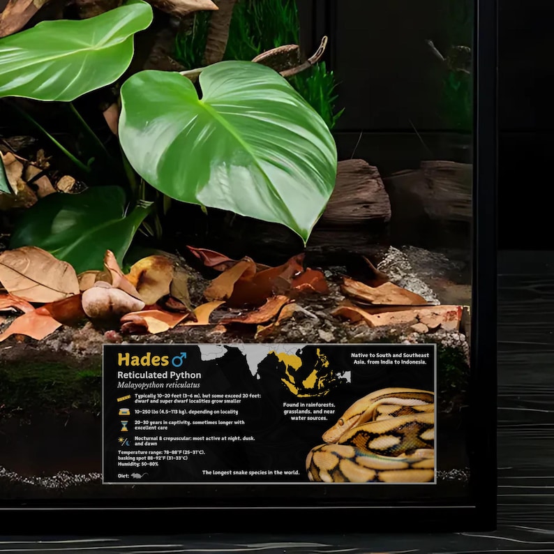Pode incluir: Um close-up de uma pit&atilde;o reticulada, tamb&eacute;m conhecida como Malayopython reticulatus, em um terr&aacute;rio. A cobra &eacute; marrom claro com marcas marrom escuro e preto. O terr&aacute;rio &eacute; decorado com plantas verdes e folhas marrons. O cart&atilde;o de informa&ccedil;&otilde;es inclui o nome da cobra, seu nome cient&iacute;fico, seu tamanho, seu habitat e outros fatos. O texto no cart&atilde;o diz "Hades, Pit&atilde;o reticulada, Malayopython reticulatus, Tipicamente 10-20 p&eacute;s - mas algumas excedem 20 p&eacute;s: 10-250 libras / 14,5-1 kg, dependendo da localidade, cuidados excelentes, Encontrada em florestas tropicais, pastagens e perto de fontes de &aacute;gua, Noturna e crepuscular, &agrave;s vezes mais longa com uma faixa de temperatura de ponto de aquecimento: 70-82&deg;F / 23-28&deg;C, Umidade 50-80%, A esp&eacute;cie de cobra mais longa do mundo, Nativa do sul e sudeste da &Aacute;sia, da &Iacute;ndia &agrave; Indon&eacute;sia."