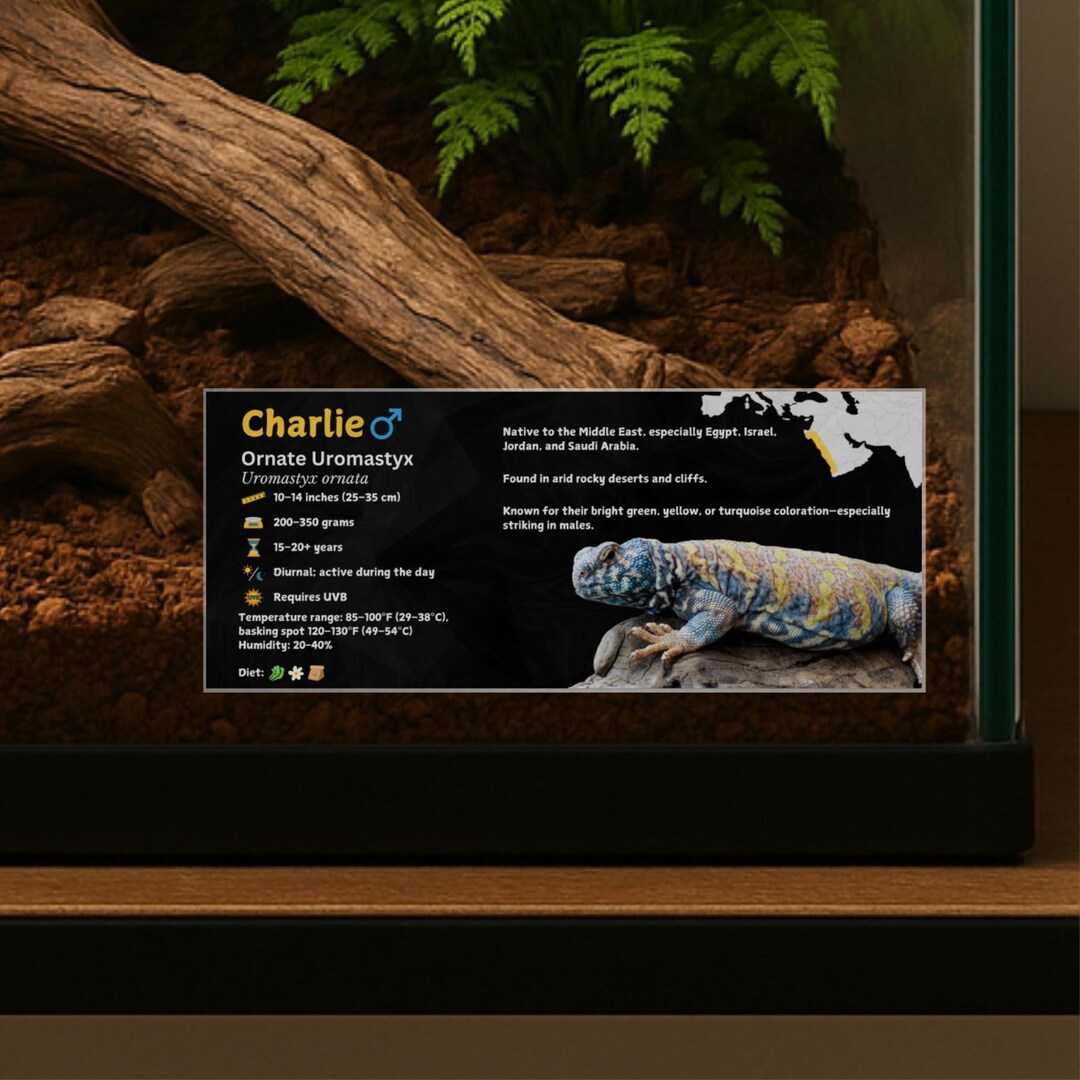 Personalized Uromastyx Species Label, Custom Lizard Name, Laminated ...