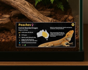 Etiqueta personalizada para cerca de dragão barbudo: decoração com informações sobre vivário laminado