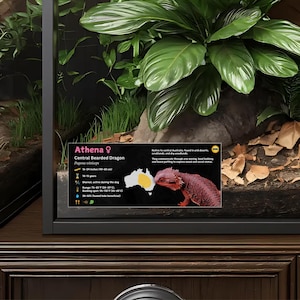 Etiqueta personalizada para terrario de dragón barbudo: Decoración laminada con información para terrario. Pink / Female