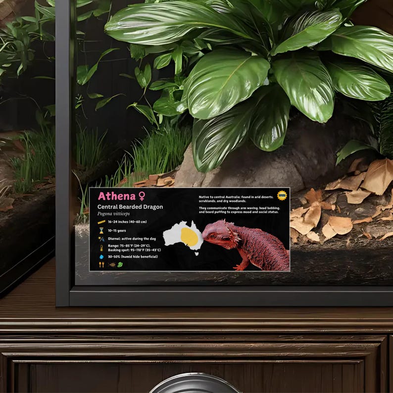 Etiqueta personalizada para terrario de dragón barbudo: Decoración laminada con información para terrario. Pink / Female